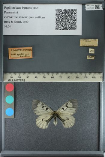 Media type: image;   Entomology 179937